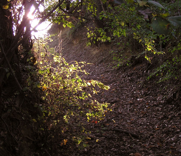 quattro scatti nel bosco